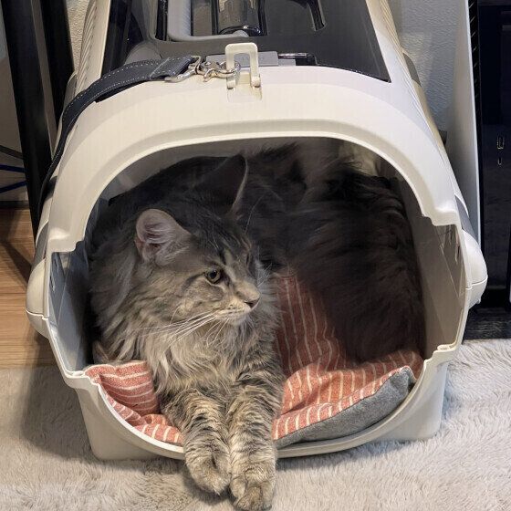 メインクーンのおこめくん♪