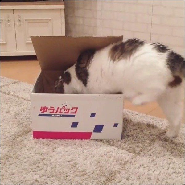 スコティッシュフォールド