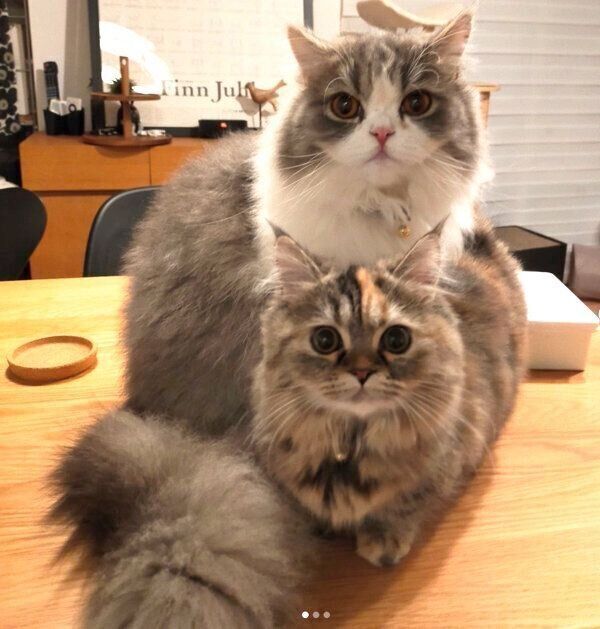 見つめるあおくんとおはなちゃん