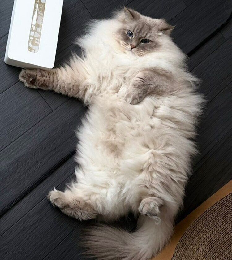 あおむけに寝転がるいれぶんくん