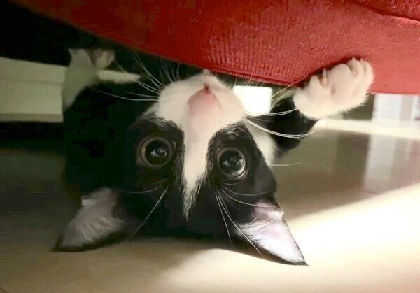 ソファの下で遊ぶラッキーくん