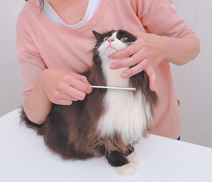 胸のブラッシング