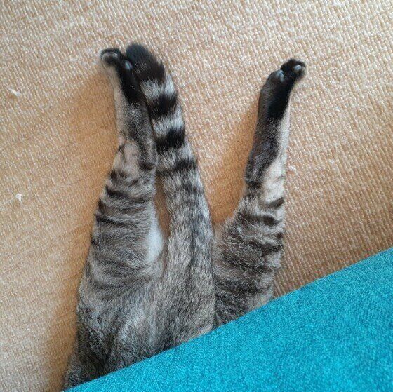 MIXサバトラのサバくん