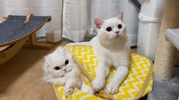 くっつくしらたまくん、月ちゃん