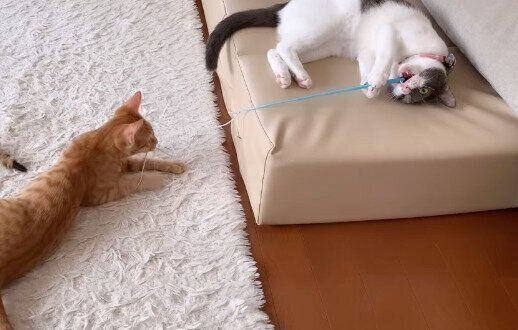 一生懸命猫じゃらしを掴むモナちゃん