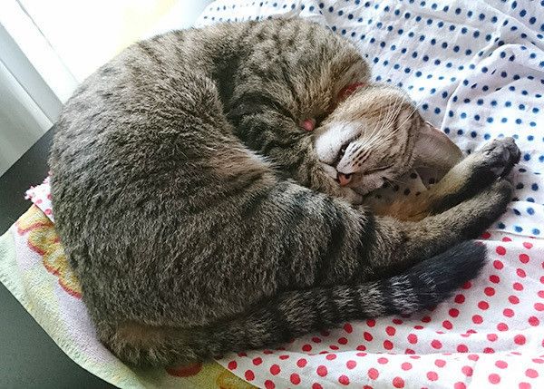 アンモニャイト