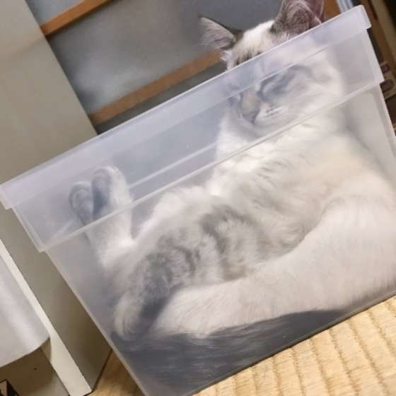 ケースの中でくつろぐ猫