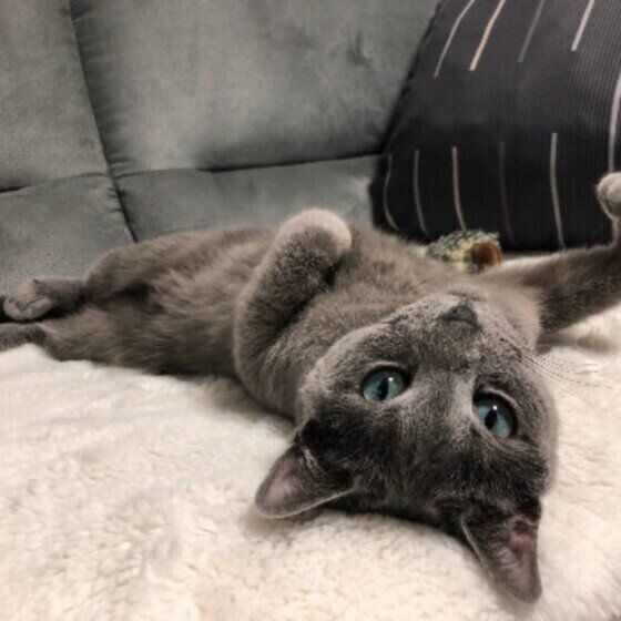 くつろぐロシアンブルー