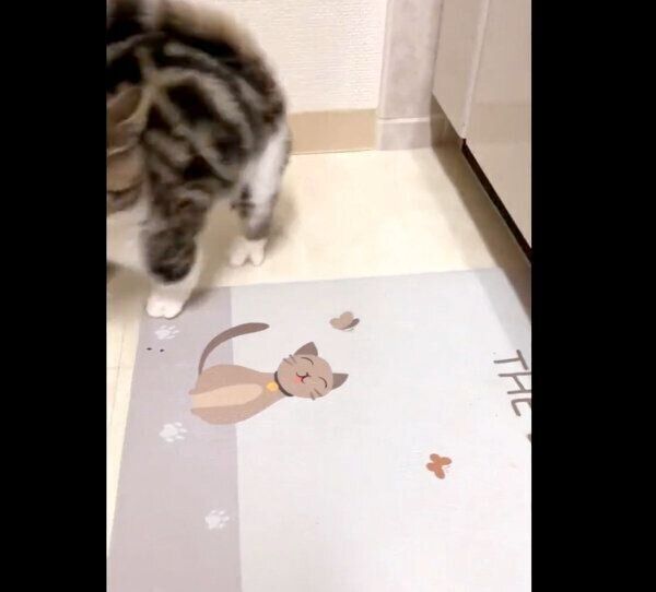 イタズラしているところを飼い主に見られて… 焦る猫の逃げ方が「アニメ