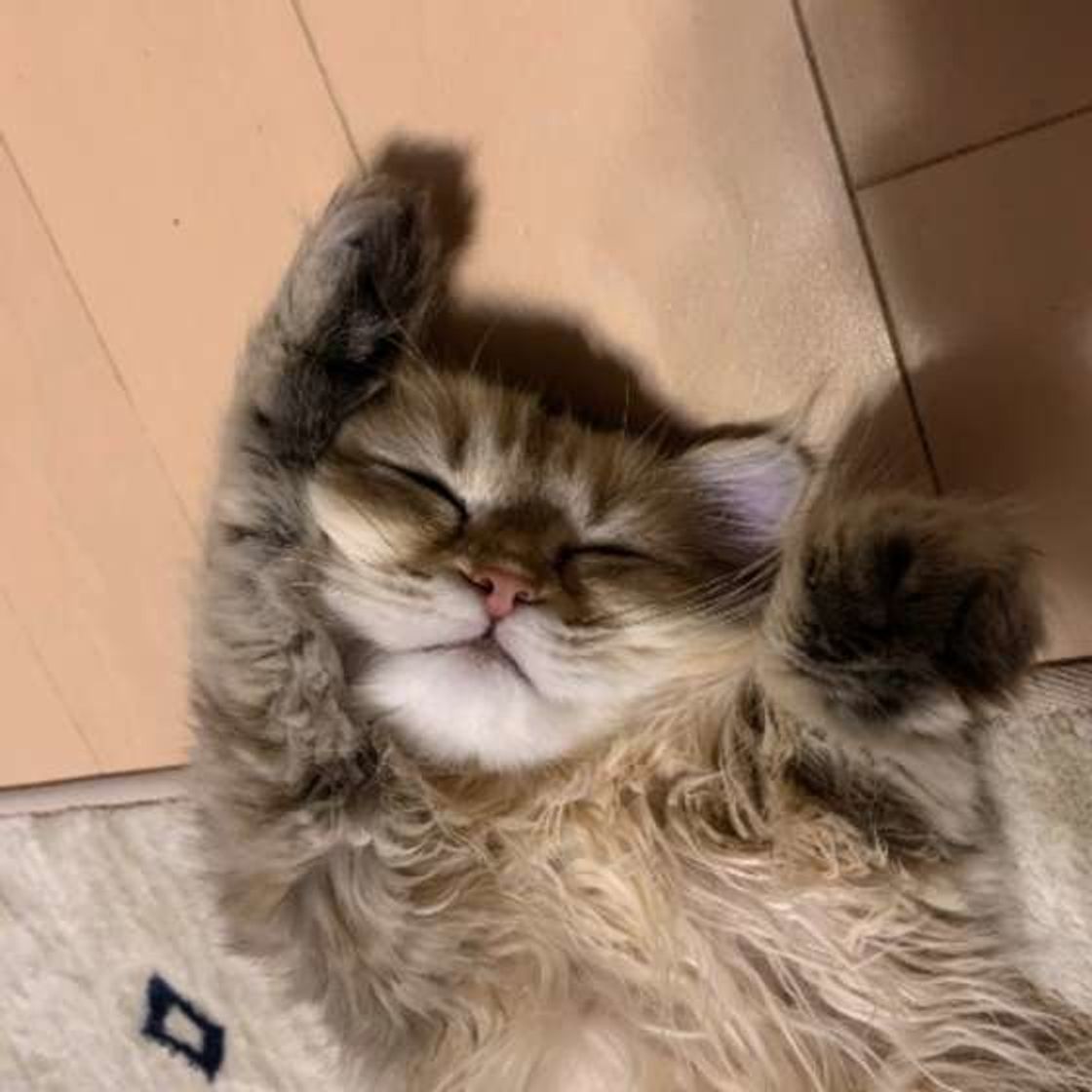 猫の発情期 時期や期間は 鳴き声でさかりがわかるの Pepy