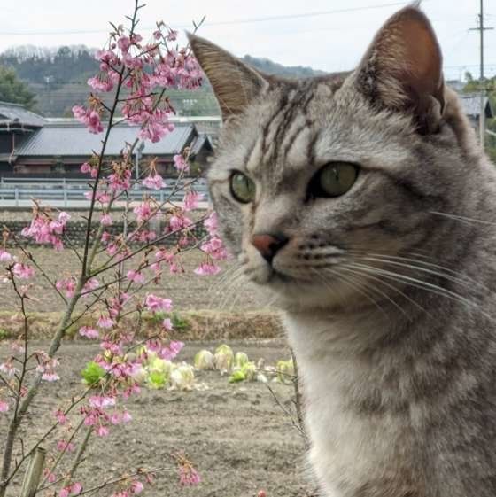 満くん MIXサバトラ