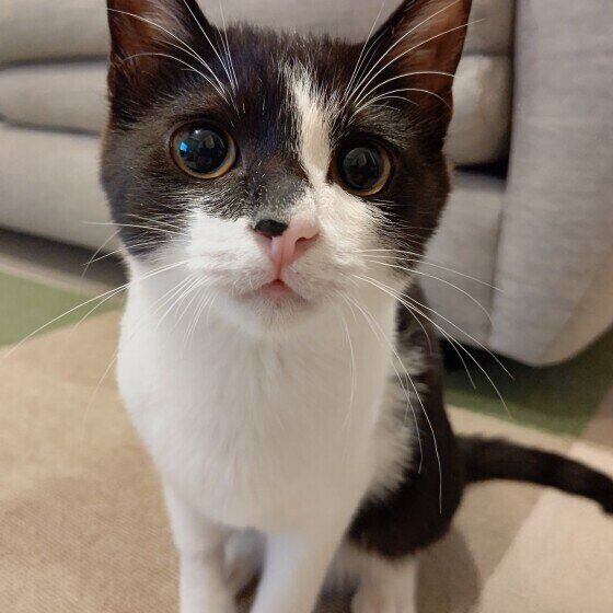 MIX黒×白のオレオくん