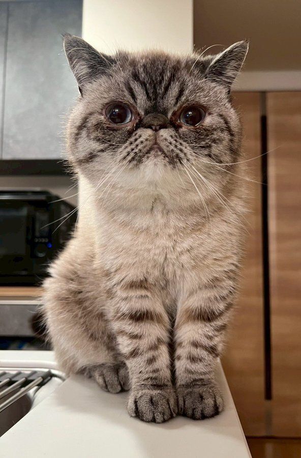 座っているエキゾチックショートヘア