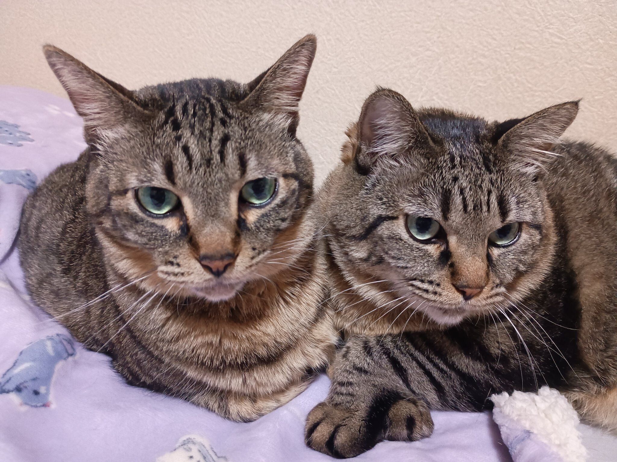 寄り添うちまくんと（写真左）にこちゃん（写真右）