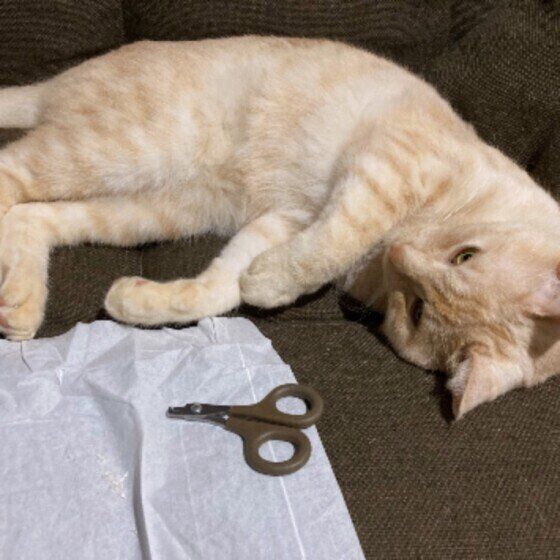 爪切りされる猫