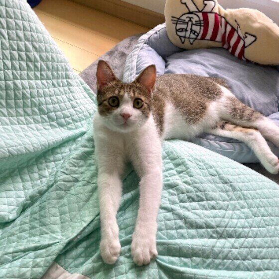 茶白猫の五郎ちゃん