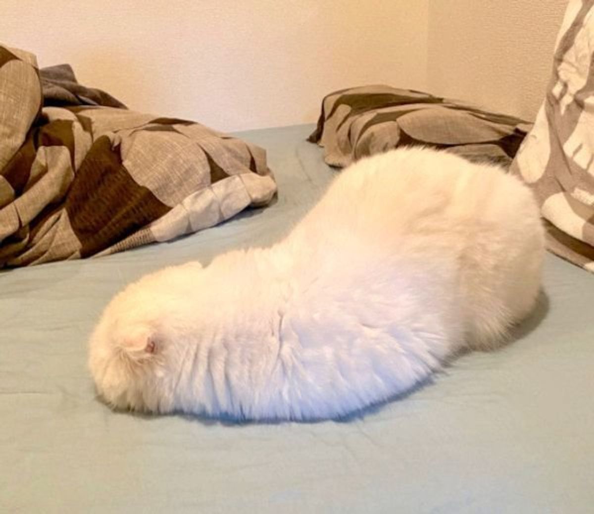 これはいったい 謎の体勢で眠る猫の寝姿が 白ナマコ に見えると話題に ねこのきもちweb Magazine これはいったい 謎の体勢で眠る猫の寝姿が 白ナマコ に見えると話題に ねこのきもちweb Magazine