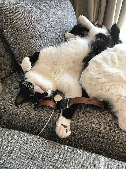 響介VSリュック〜Apple Watchをめぐる争い