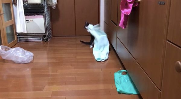 タオルを咥える猫