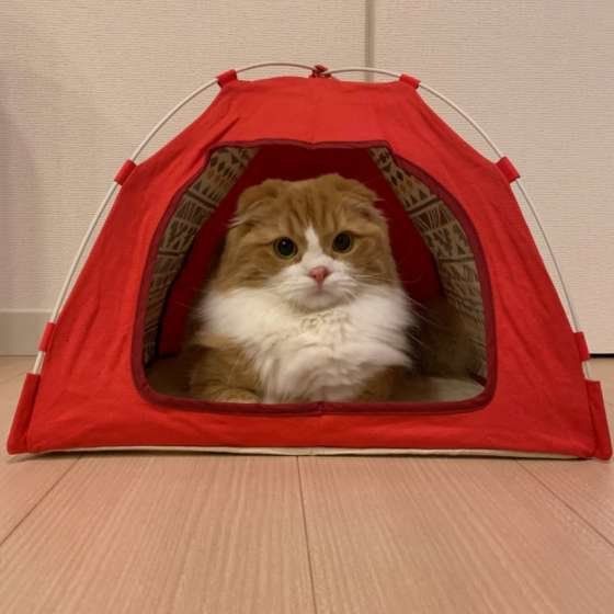 スコティッシュフォールド