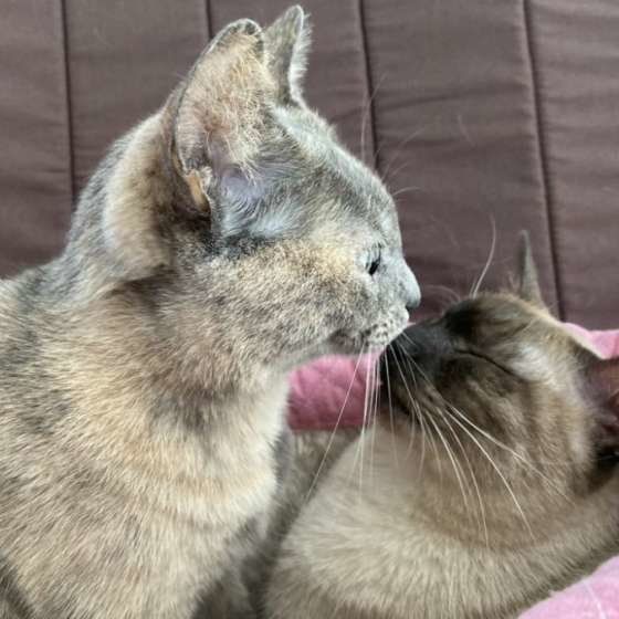 しょうちゃんたちの鼻チュー