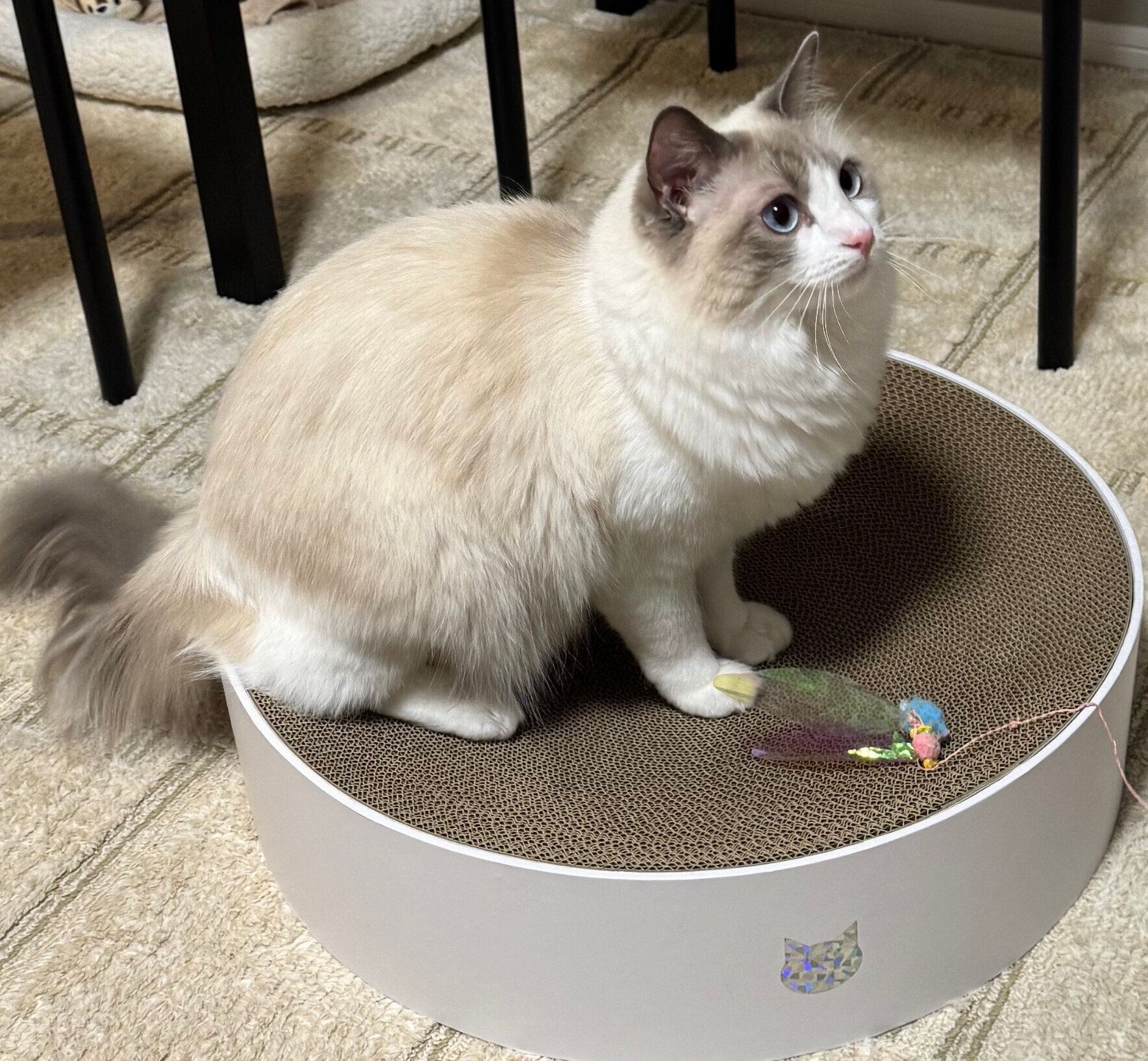 バリバリボウルの上に乗るシェリーちゃん