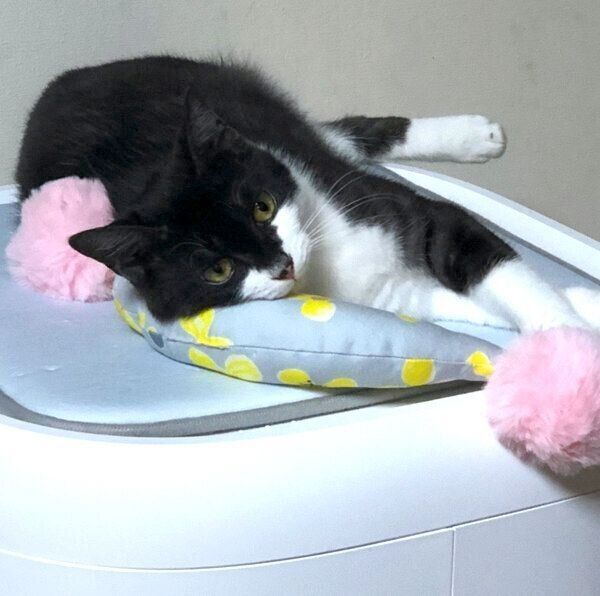 くつろぐふみちゃん