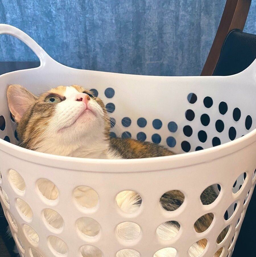 洗濯カゴに入ってリビングへ運ばれたぷうちゃん