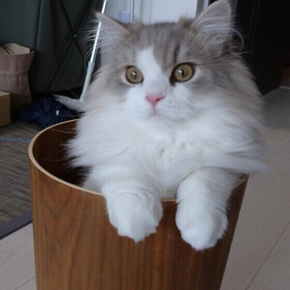 猫が 抱っこ嫌い になってしまう原因は 抱っこのコツを獣医師が解説 ねこのきもちweb Magazine 猫が 抱っこ嫌い になってしまう原因は 抱っこのコツを獣医師が解説 ねこのきもちweb Magazine