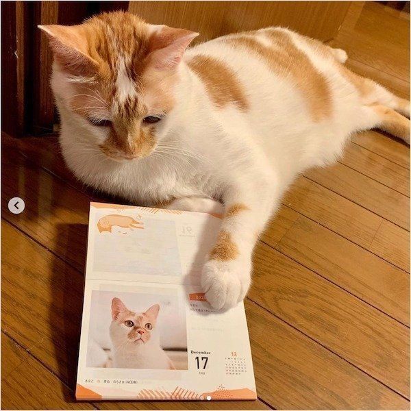 「まいにちにゃんこ2020」