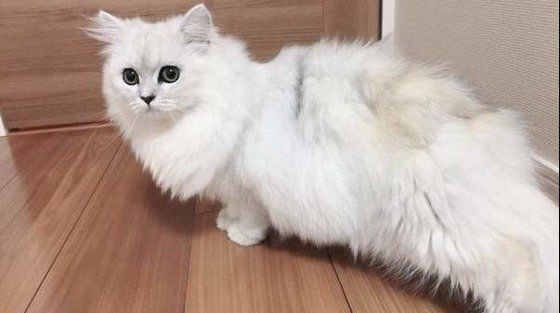 ねこのきもち投稿写真ギャラリー