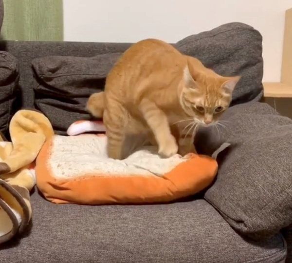 パンをこねる茶トラ