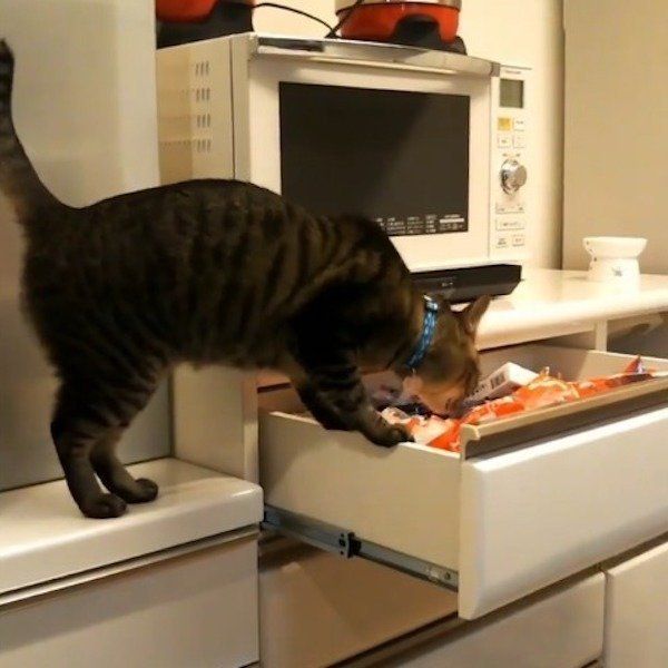 引き出しを開けるニャンコ