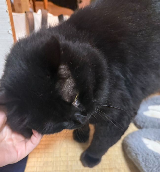 甘えるふくちゃん