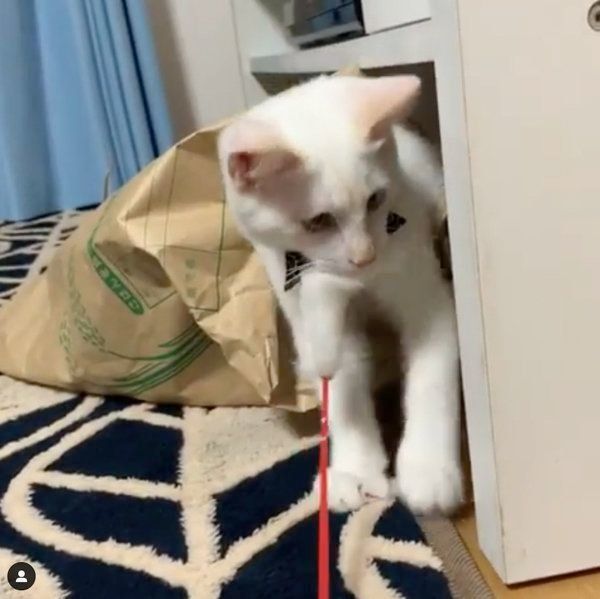 袋の中に入る白猫