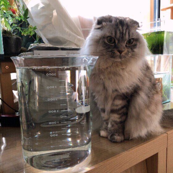 水と猫