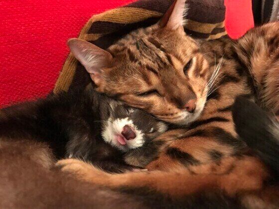 一緒に眠るフェレットとベンガル猫