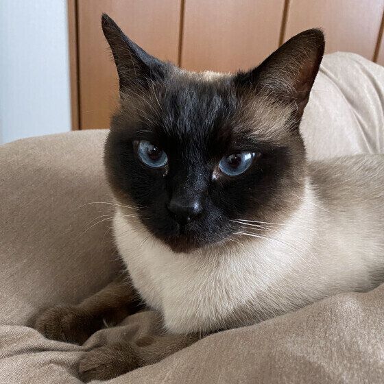 見つめるシャム