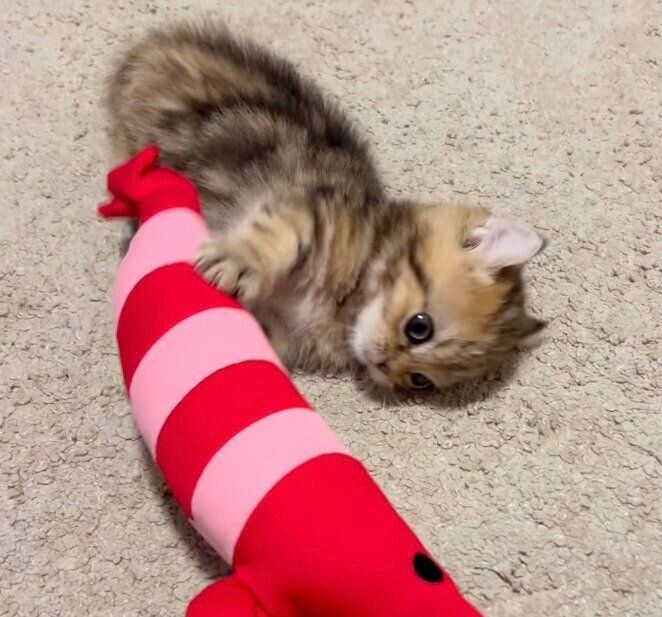 夢中で遊ぶのりおくん