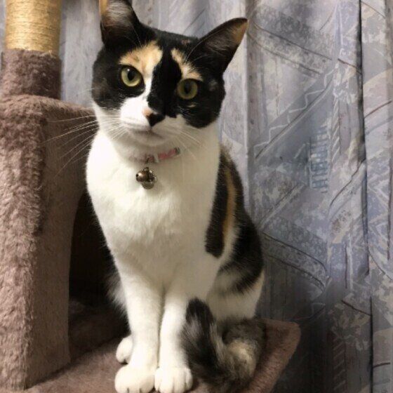 見つめる三毛猫