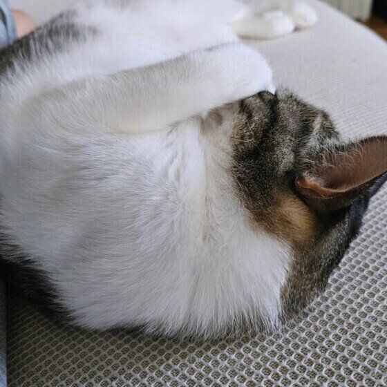 顔を隠して眠る茶白猫