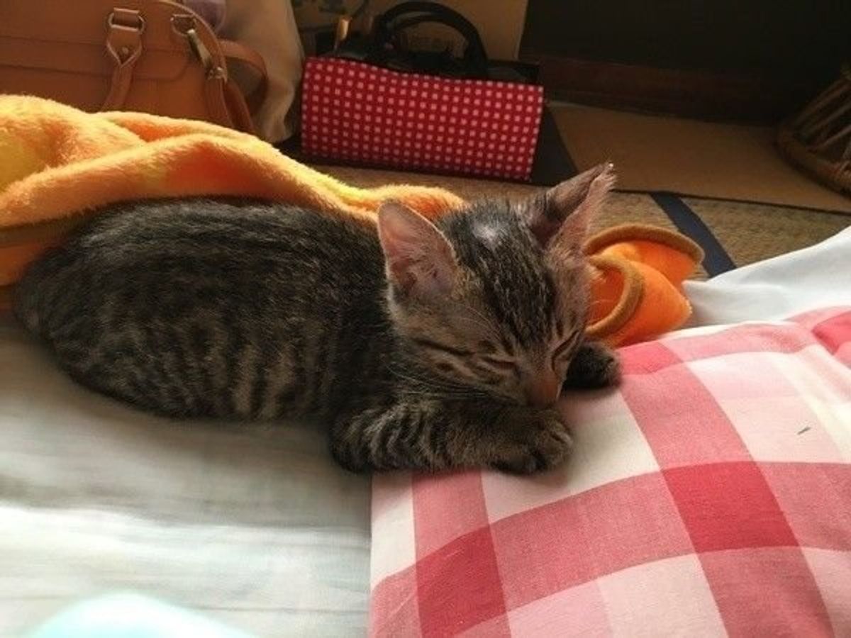 獣医師が解説 猫のいびきに潜む危険とは いびきの原因と対処法 ねこのきもちweb Magazine 獣医師が解説 猫のいびきに潜む危険とは いびきの原因と対処法 ねこのきもちweb Magazine