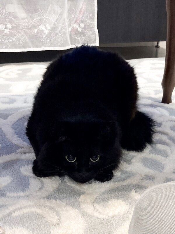 伏せるもんちゃん