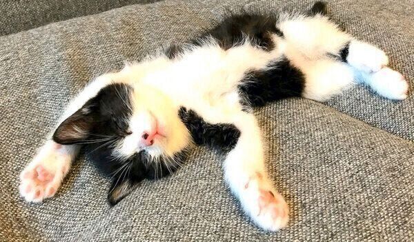 ヘソ天で眠るむーくん