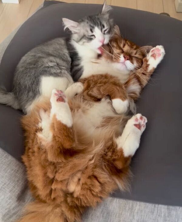 煉獄くんに抱きつく万次郎くん