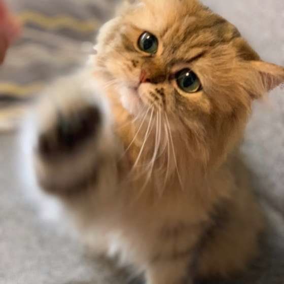 猫パンチするペルシャ