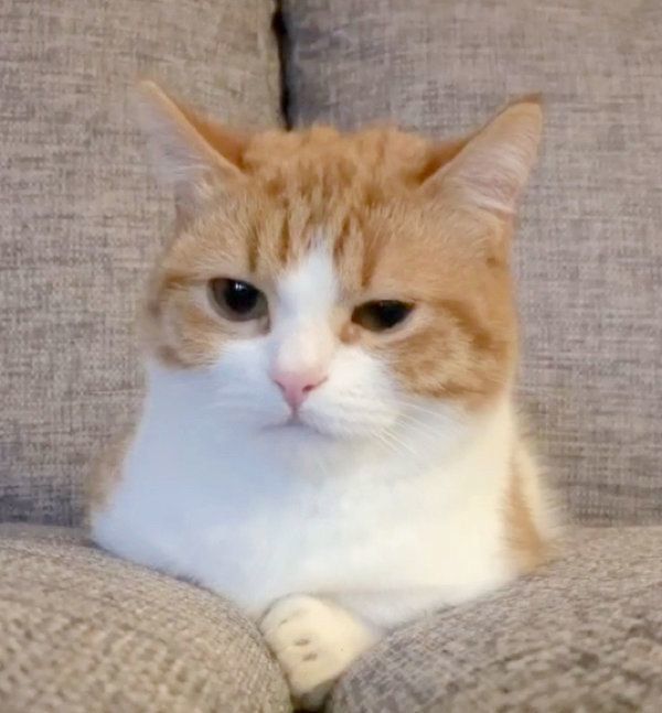 なんともいえない表情をする茶太くん