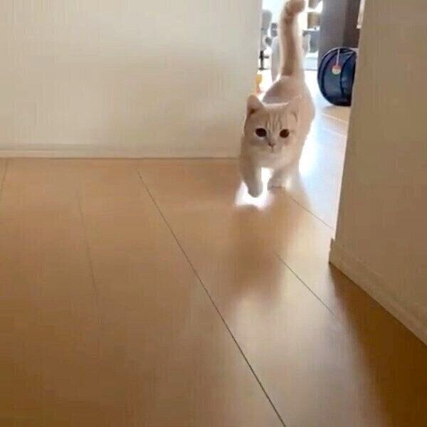 帰宅した飼い主さんを出迎えるむぎくんとあおちゃん
