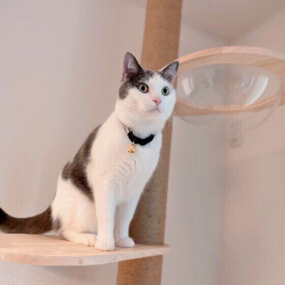 見つめるマンチカン