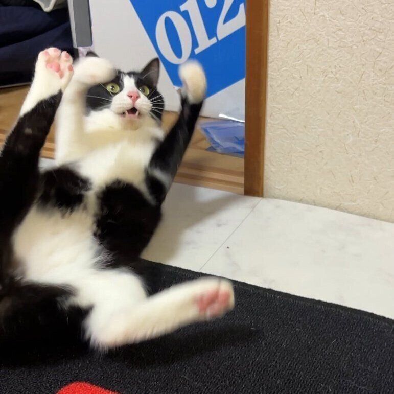 全力で遊ぶしゃちくん